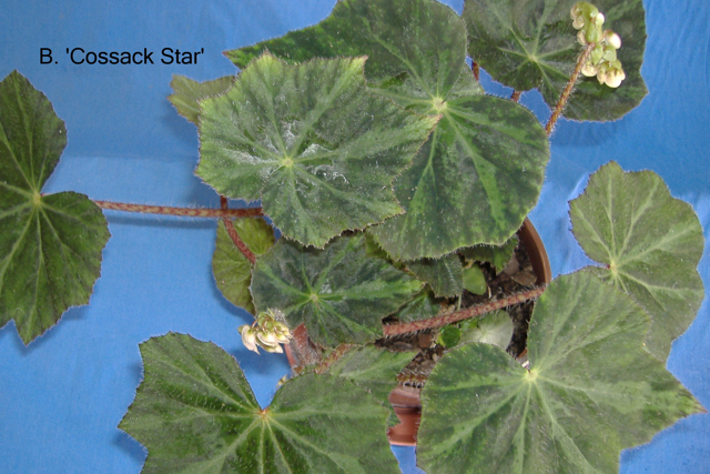 B. ‘Cossack Star’